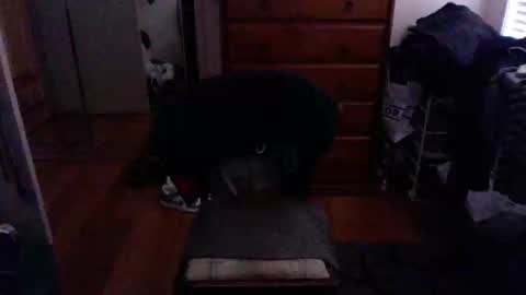 Pussylicker online show from 02-23-25, 09:55