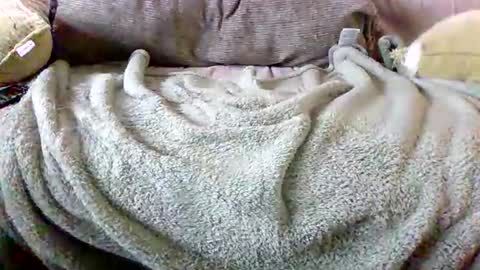 Bills Mafia online show from 03-03-26, 05:52