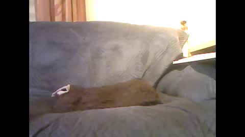 lion160868 online show from 02-06-26, 09:34