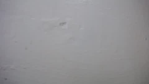 lisa_branch online show from 10-27-25, 10:41