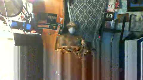 Mr. FogoDeChao online show from 10-22-25, 09:42