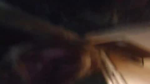 Snapshot of lucyvybes_and_gogert chatting on 03-04-25, 07:08 Lucy Vybes and Go-Gert online show from 03-04-25, 07:08