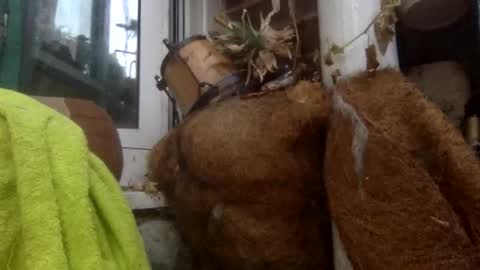 matureman1234 online show from 11-05-25, 08:25