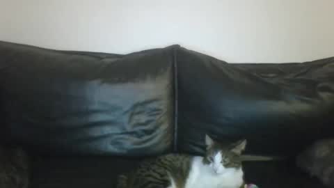 MilaGabor online show from 01-16-26, 07:18