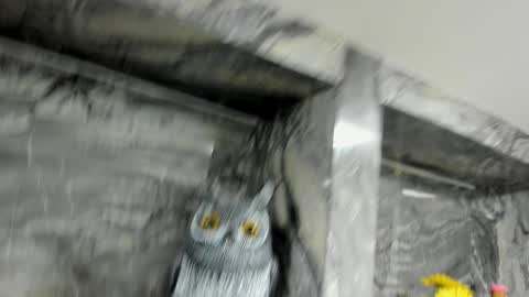 Danika online show from 10-01-25, 11:05