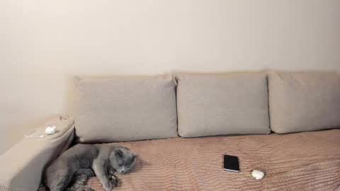 Snapshot of miss_kitty13 chatting on 12-03-25, 02:41 Kitty online show from 12-03-25, 02:41