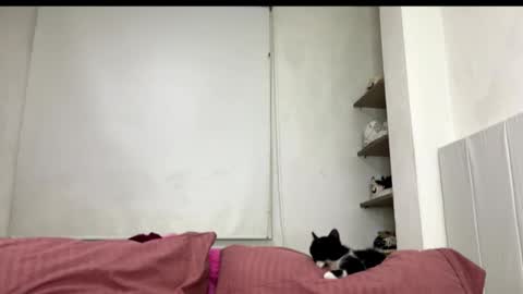 Snapshot of missangeldust chatting on 10-27-25, 11:52 missangeldust online show from 10-27-25, 11:52