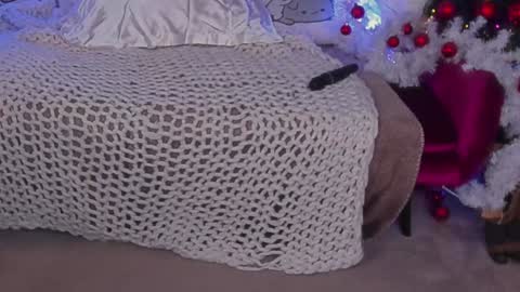 Rosa online show from 12-24-24, 10:01