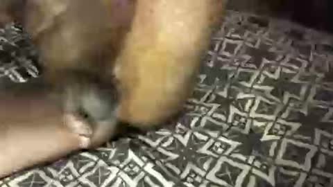 MrBigDiQ1 online show from 02-06-25, 06:18