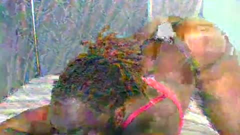 Naughty is my name online show from 01-11-25, 05:40