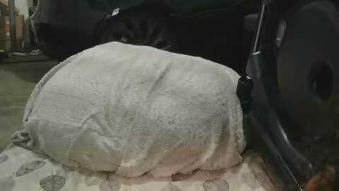 originalcali95 online show from 12-15-25, 01:32