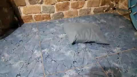 pablouyu online show from 02-11-26, 02:49