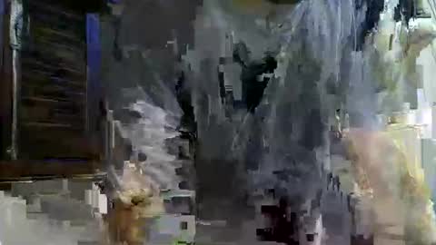 paugrosso202 online show from 11-24-25, 02:00