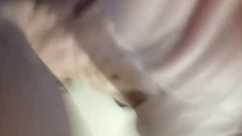 Paw online show from 12-30-24, 12:20