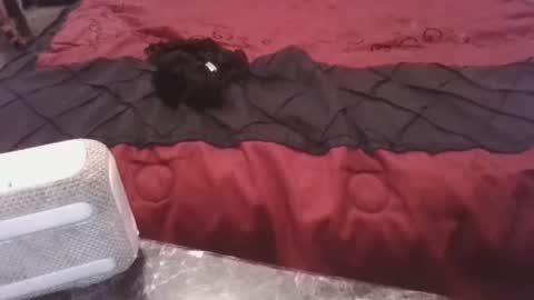 prettyp7729206 online show from 11-03-25, 09:27