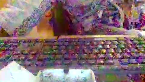 pup_y online show from 12-20-25, 08:10