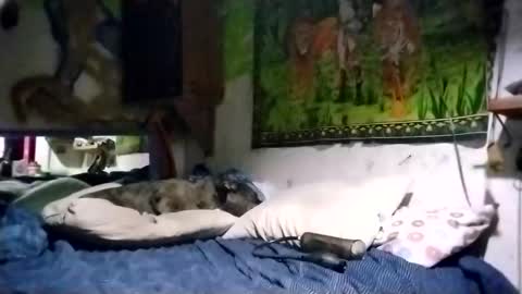 radliksu online show from 12-29-24, 11:40