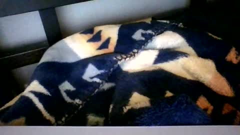 Roy Murrin online show from 02-06-26, 09:45