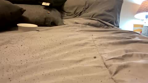 Snapshot of sexylingerie4u2c chatting on 03-11-25, 09:15 FunCpl4u online show from 03-11-25, 09:15