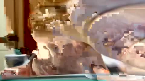 sexyy_red08 online show from 11-02-25, 06:49