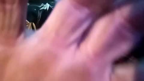 Shamroc online show from 02-25-25, 12:55