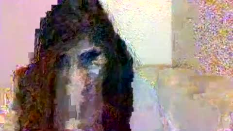 smurdle online show from 10-25-25, 03:29