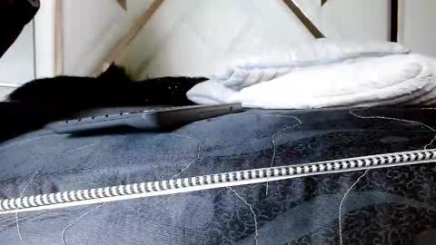 SophiaLee online show from 02-13-26, 01:12