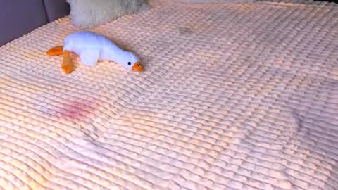 Snapshot of sweet_barbe chatting on 11-02-25, 03:47 Alice online show from 11-02-25, 03:47