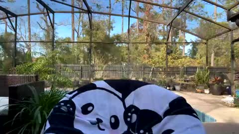 Snapshot of syndica chatting on 02-01-25, 08:05 Jennah online show from 02-01-25, 08:05