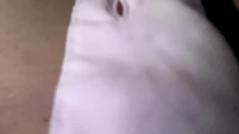 tommit84 online show from 10-19-25, 04:13