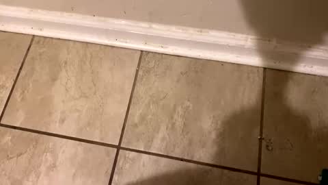 Snapshot of tripnlola chatting on 02-12-25, 02:21 The real Mandingo online show from 02-12-25, 02:21