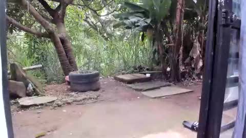 venus ... zeus sheer  online show from 01-19-26, 12:42