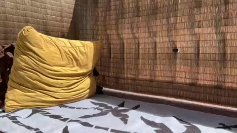 Snapshot of wolfdeep chatting on 09-11-25, 05:46 Sweetdog online show from 09-11-25, 05:46