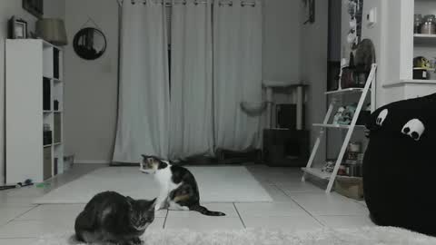 Crystal Lake online show from 01-12-25, 04:42