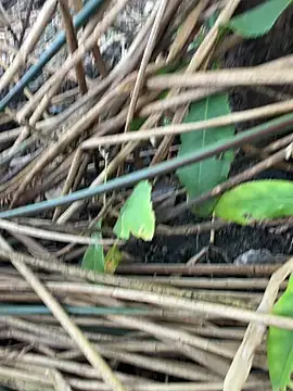 Snapshot of Yurt000 chatting on 09-11-25, 03:17 Yurt000 online show from 09-11-25, 03:17