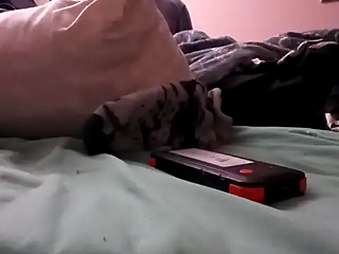 Snapshot of Blkstylion chatting on 12-05-25, 02:47 Blkstylion online show from 12-05-25, 02:47