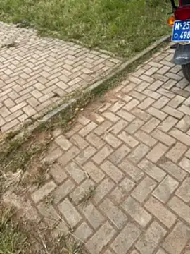 Black-mamba-madingo online show from 11-01-25, 12:29