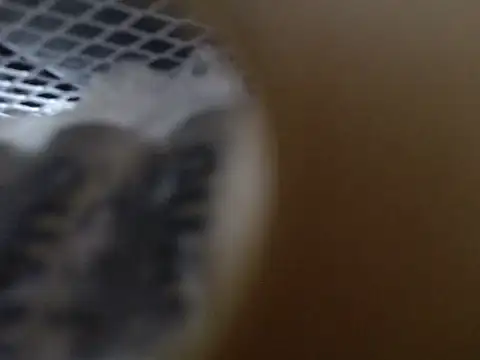 Lovensetest online show from 10-31-25, 09:10