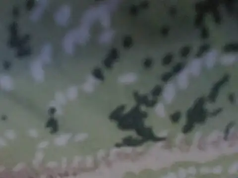 Snapshot of silky_milky chatting on 10-31-25, 08:21 silky milky online show from 10-31-25, 08:21