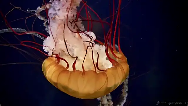 streamy test11 online show from 03-03-25, 08:16