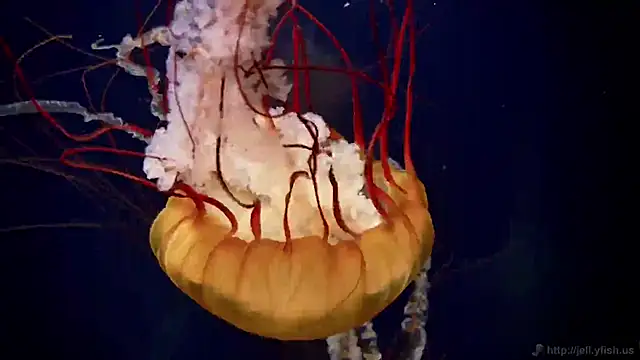 streamy test11 online show from 10-30-25, 03:35