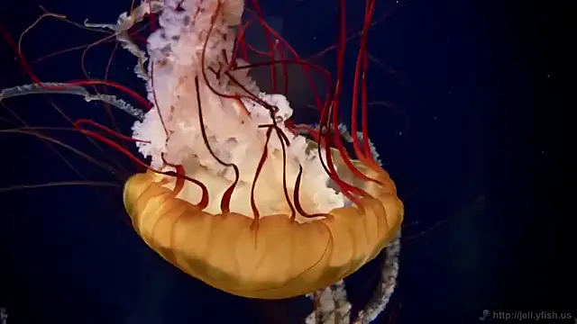 streamy test11 online show from 03-12-26, 12:55