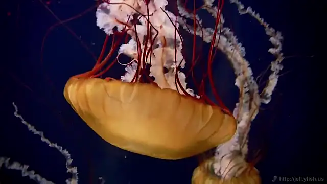 streamy test11 online show from 03-20-26, 08:52