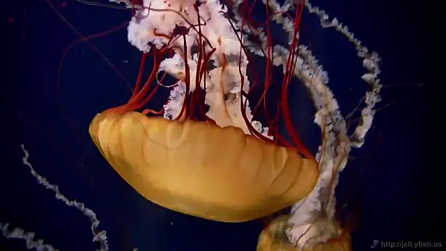 streamy test11 online show from 03-27-26, 08:37