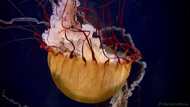 Snapshot of streamy_test13 chatting on 12-02-24, 08:09 streamy test13 online show from 12-02-24, 08:09