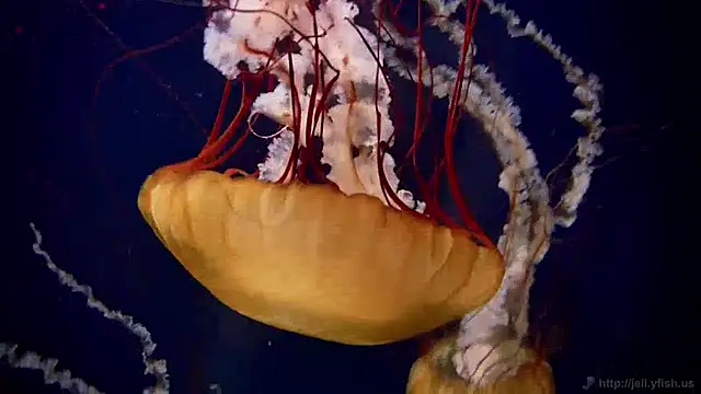 Snapshot of streamy_test13 chatting on 12-16-24, 08:09 streamy test13 online show from 12-16-24, 08:09