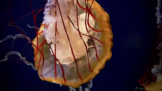 Snapshot of streamy_test13 chatting on 01-15-25, 08:09 streamy test13 online show from 01-15-25, 08:09