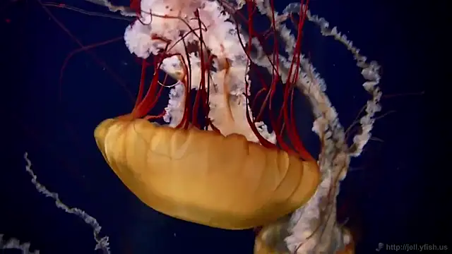 Snapshot of streamy_test13 chatting on 02-17-25, 08:09 streamy test13 online show from 02-17-25, 08:09