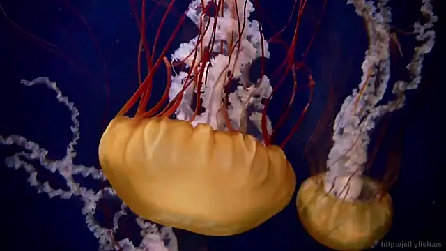 Snapshot of streamy_test13 chatting on 09-16-25, 10:05 streamy test13 online show from 09-16-25, 10:05