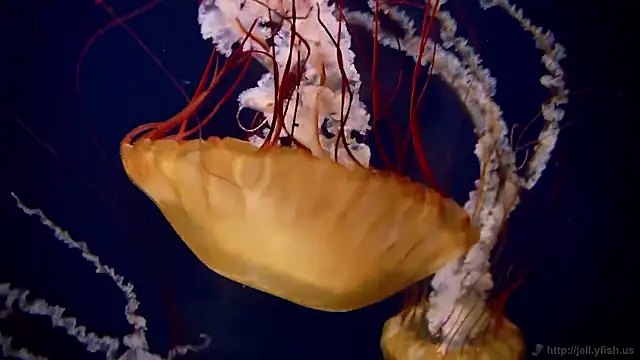 Snapshot of streamy_test15 chatting on 10-30-25, 04:08 streamy test15 online show from 10-30-25, 04:08